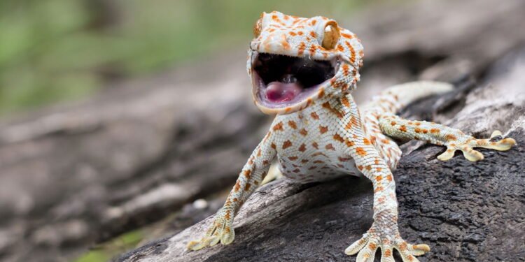 Lagartixa - Créditos: depositphotos.com / Chonthicha