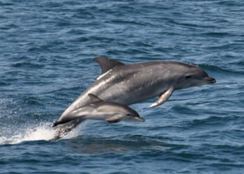 Por que golfinhos e orcas nunca mais poderão voltar a viver em terra firme