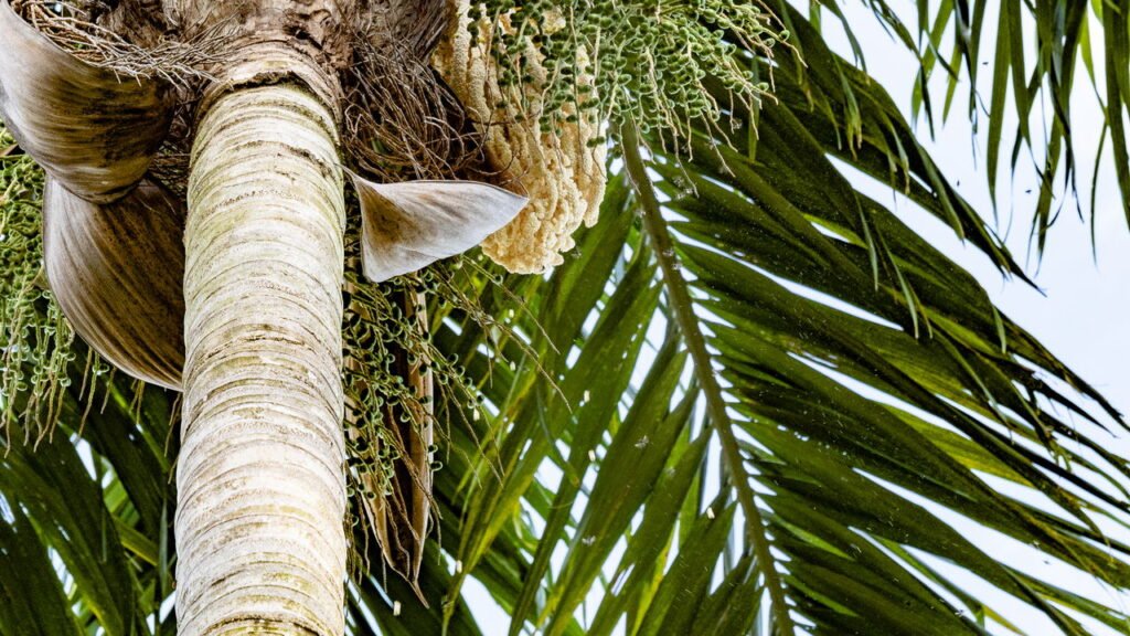 Passo a passo para cuidar da guariroba e garantir boa colheita