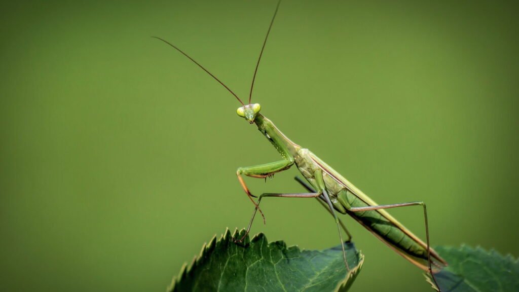 Segundo um neurologista, é por isso que seu corpo inteiro coça quando você fala sobre insetos