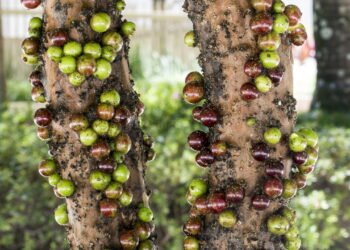 Veja como plantar essa fruta e colha vitaminas direto do seu quintal