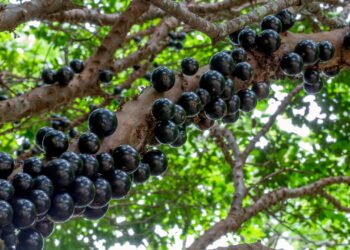 O segredo das jabuticabeiras que frutificam mais rápido em casa
