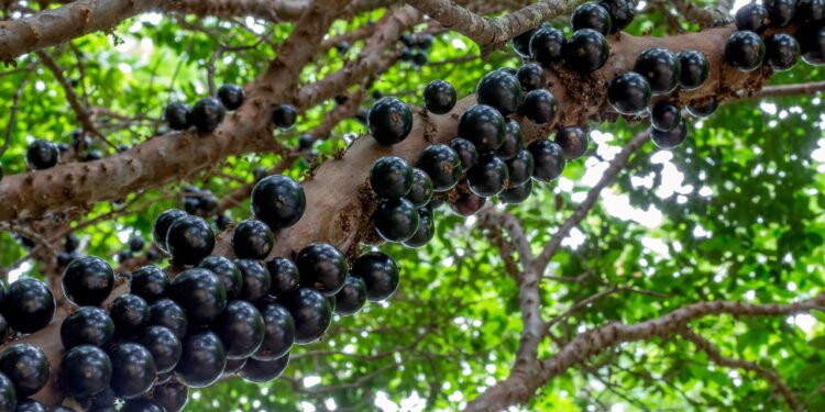 Jabuticaba - Créditos: depositphotos.com / f.calmon.me.com