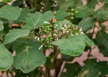Cultive a planta brasileira que ajuda a tratar problemas do fígado