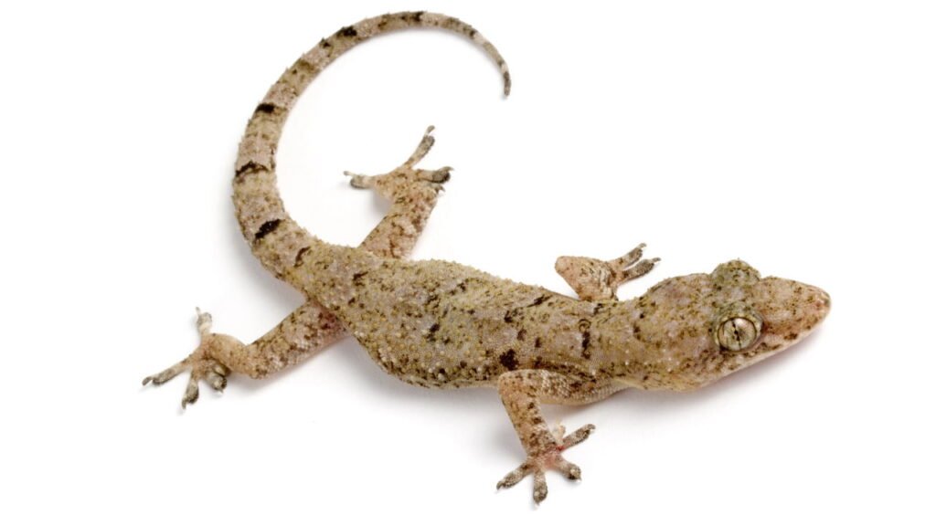 O que significa quando lagartixas começam a aparecer em casa?