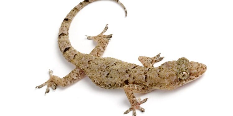 O que significa quando lagartixas começam a aparecer em casa?