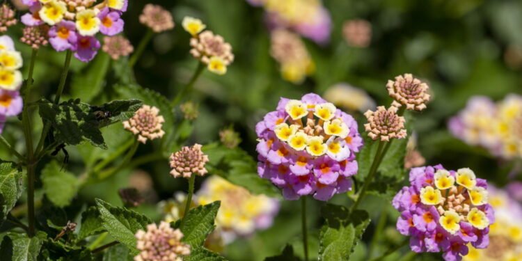 Lantana - Créditos: depositphotos.com / EsinDeniz
