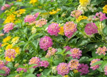 Essa flor muda de cor sozinha e vive cheia de vida o ano todo