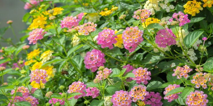 Lantana - Créditos: depositphotos.com / nirutdps