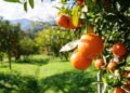 Como plantar laranja em casa? guia para cultivar essa fruta cítrica deliciosa