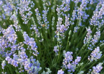 A planta que repele mosquitos naturalmente e ainda decora sua casa