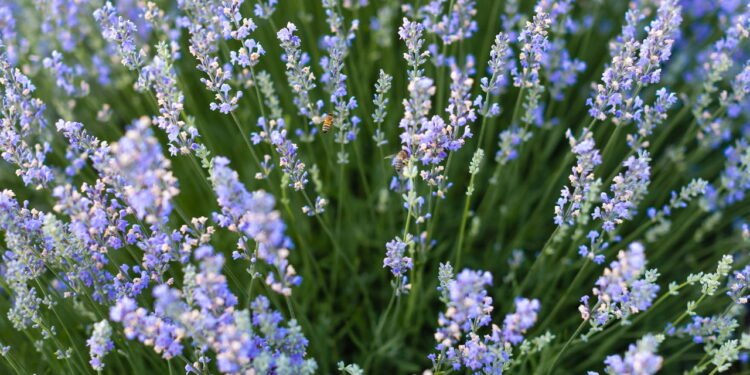 A planta que repele mosquitos naturalmente e ainda decora sua casa