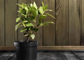 As surpreendentes propriedades curativas do louro usadas há séculos pela medicina natural