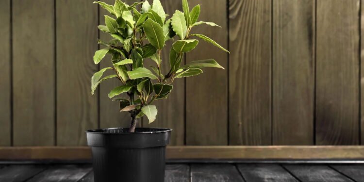 As surpreendentes propriedades curativas do louro usadas há séculos pela medicina natural