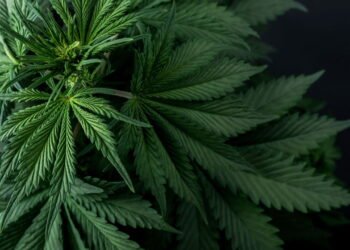 Maconha tem efeito preocupante no coração, aponta pesquisa