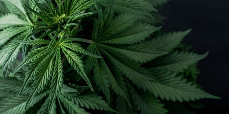 Maconha - Créditos: depositphotos.com / Yarygin