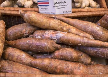 Como plantar mandioca e evitar erros comuns no cultivo