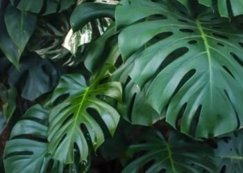 As 5 melhores plantas para evitar baratas em casa