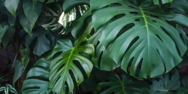 As 5 melhores plantas para evitar baratas em casa