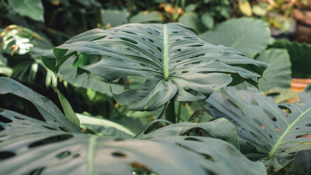 As 5 melhores plantas para evitar baratas em casa