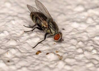 Como as moscas podem ajudar a tratar o vício da cocaína?