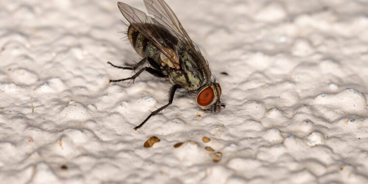 Mosca // Créditos: depositphotos.com / softkrafts.live.com