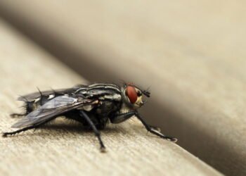 5 truques naturais para manter moscas longe da sua casa