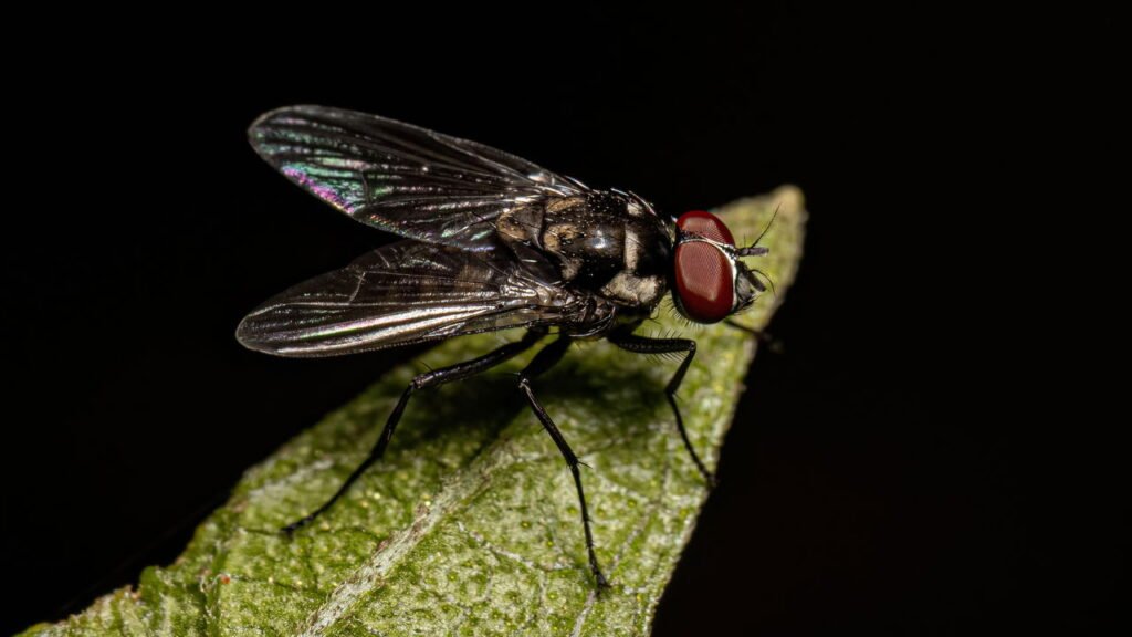 5 truques naturais para manter moscas longe da sua casa