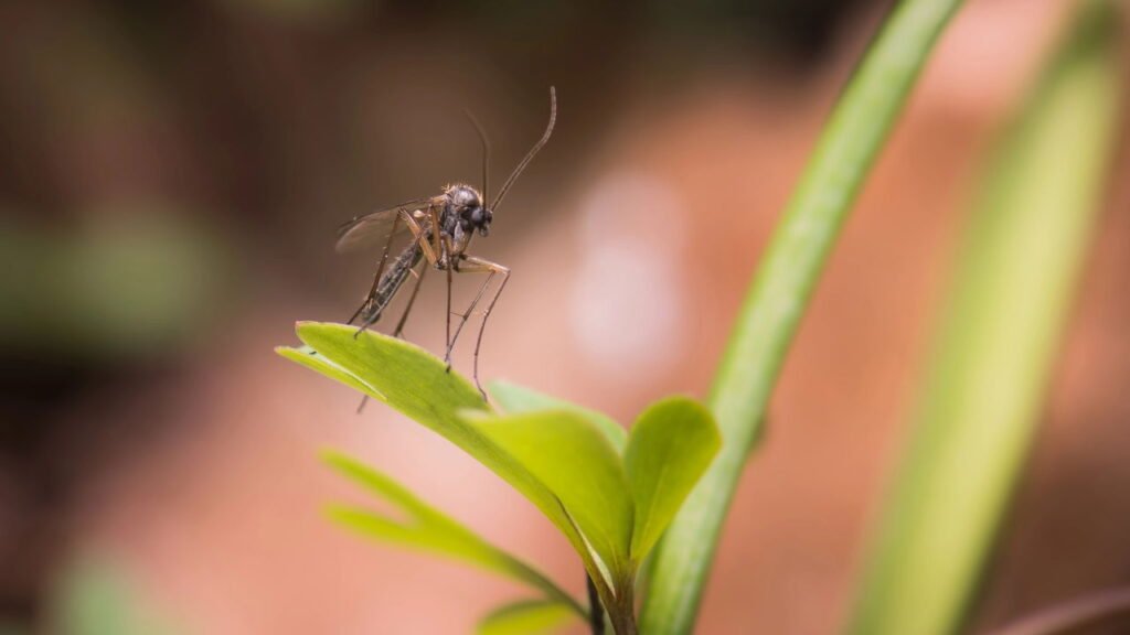 Essa planta simples pode transformar sua casa em um ambiente livre de mosquitos