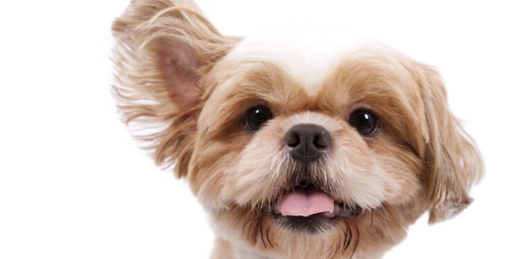 O melhor jeito de limpar a orelha do seu cachorro em casa