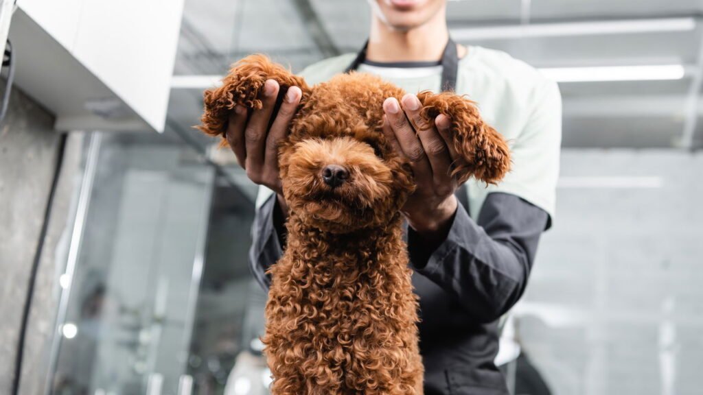 O melhor jeito de limpar a orelha do seu cachorro em casa