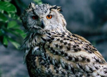 Existe um motivo curioso para alguns pássaros cantarem fora de hora