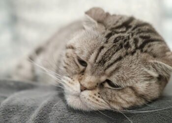 Pets sentem saudade? Veja o que a ciência já sabe sobre isso