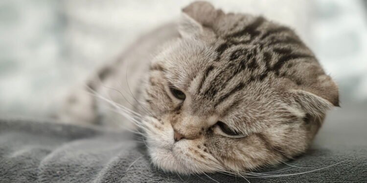 Gato triste // Créditos: depositphotos.com / akoldunov