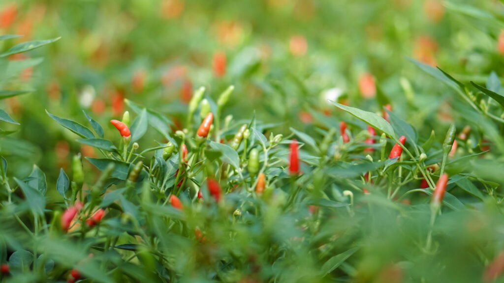 Como cuidar da pimenta malagueta e garantir frutos mais picantes
