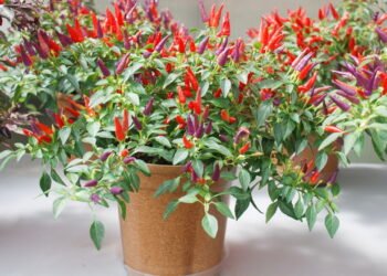 Como cuidar da pimenta malagueta e garantir frutos mais picantes