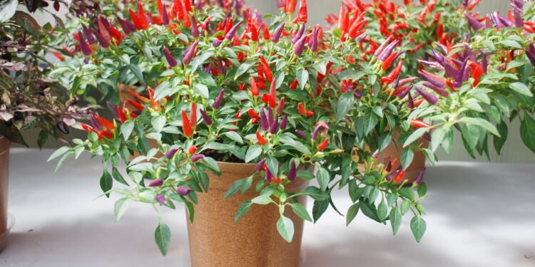 Pimenta - Créditos: depositphotos.com / yuiyuize@gmail.com