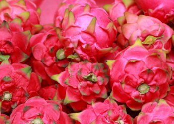 O jeito certo de plantar fruta do dragão para colher rápido