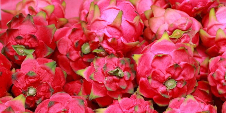 Pitaya - Créditos: depositphotos.com / oilslo