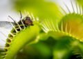 Plantas que “comem” insetos e suas incríveis adaptações naturais