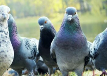 O guia prático de como deixar pombos longe de casa sem esforço