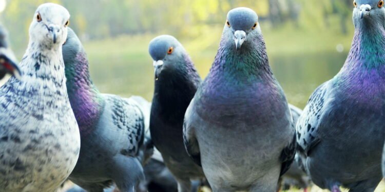 O guia prático de como deixar pombos longe de casa sem esforço