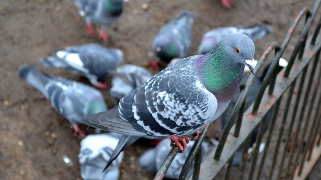 O guia prático de como deixar pombos longe de casa sem esforço