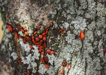 5 pragas que você elimina com esse sabão caseiro e natural