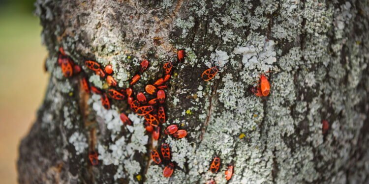 5 pragas que você elimina com esse sabão caseiro e natural