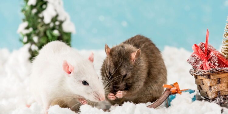 Ratos - Créditos: depositphotos.com / IgorVetushko