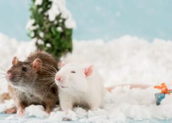 7 plantas que repelem Ratos de forma natural e eficaz