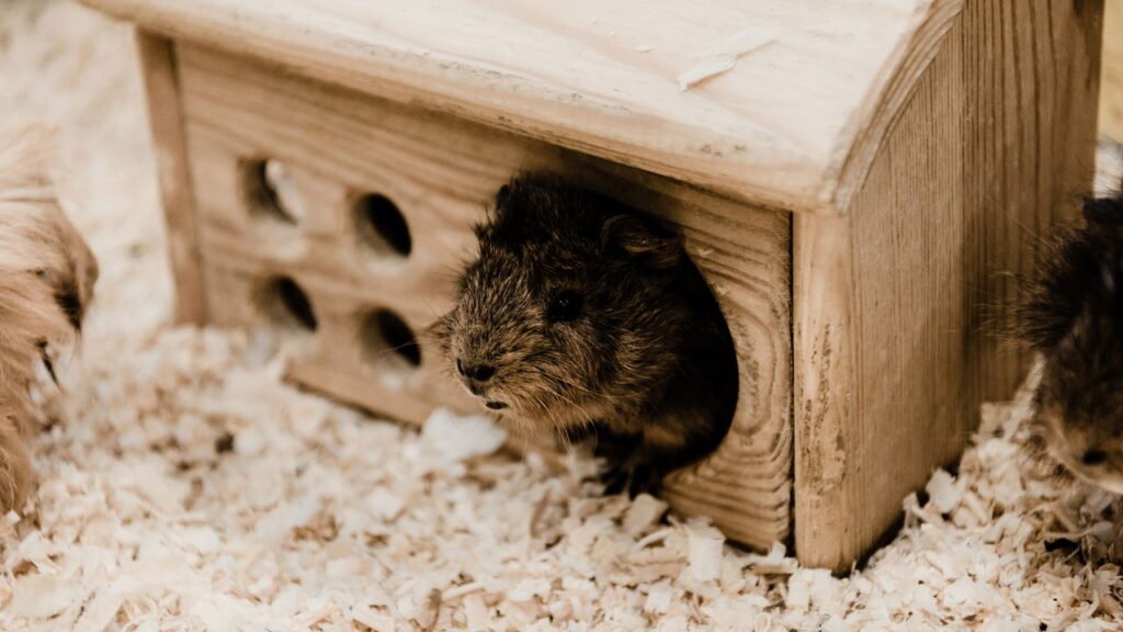 O repelente mais eficiente para afastar ratos da sua casa de um jeito simples
