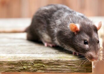 A forma mais segura de afastar ratos sem veneno em casa