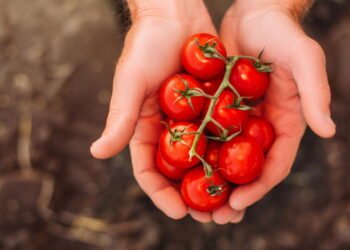 Como plantar tomate-cereja em garrafas pet de forma simples